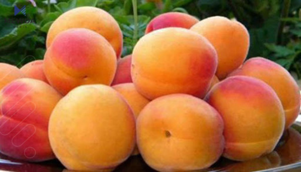 سوودە تەندروستییەکانی قۆخ