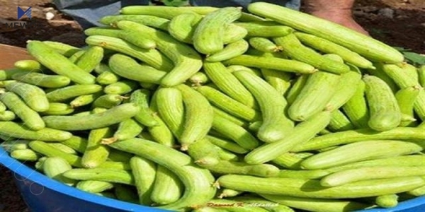 ترۆزی دەرمانی چەندین نەخۆشییە