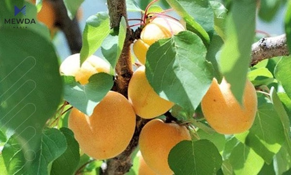 بۆ ئەوانەی كەمخوێنن
