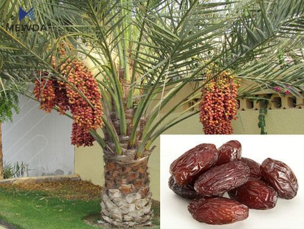 لە بەرهەمهێنانی خورمادا، عیراق پلەی پێنجەم جێدەهێڵیت و دەبێتە شەشەم